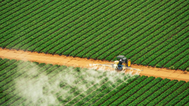 Reliable Temple, GA Pest Control Solutions