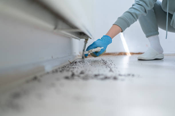 Best Termite Control Services  in Temple, GA