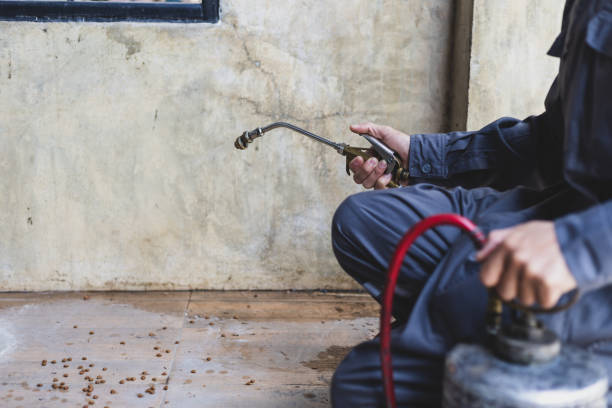 Best Affordable Pest Control Services  in Temple, GA